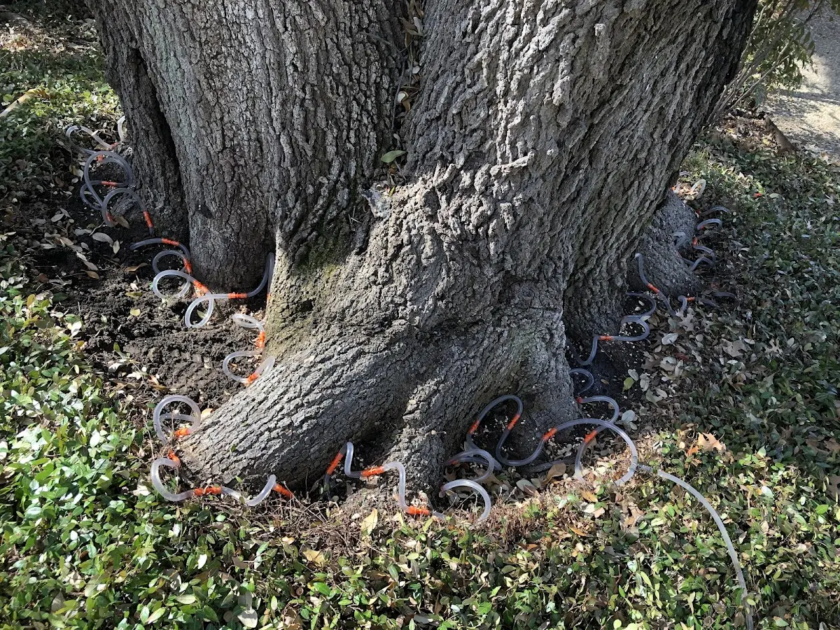 Detailed Tree Cabling and Bracing job site in Monarch