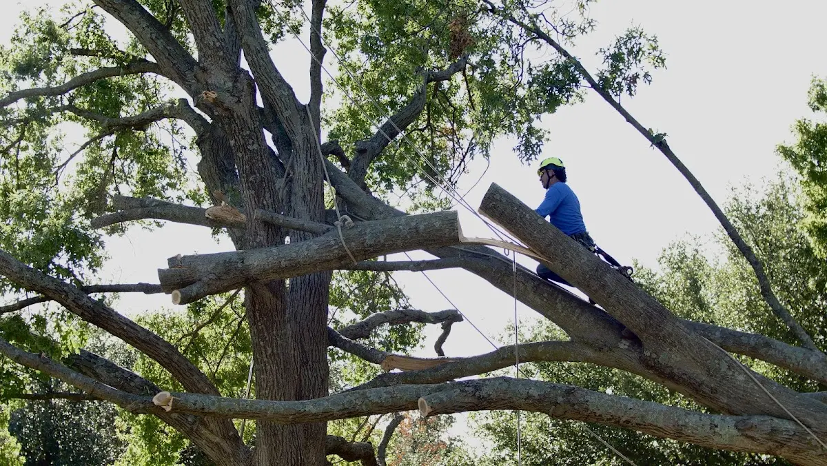 Professional Crown Thinning performed by certified arborists in Monarch