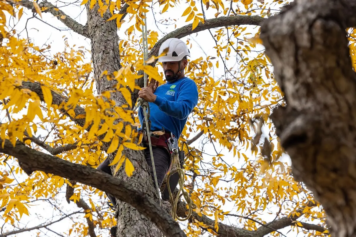Skilled Tree Trimming crew working in Monarch